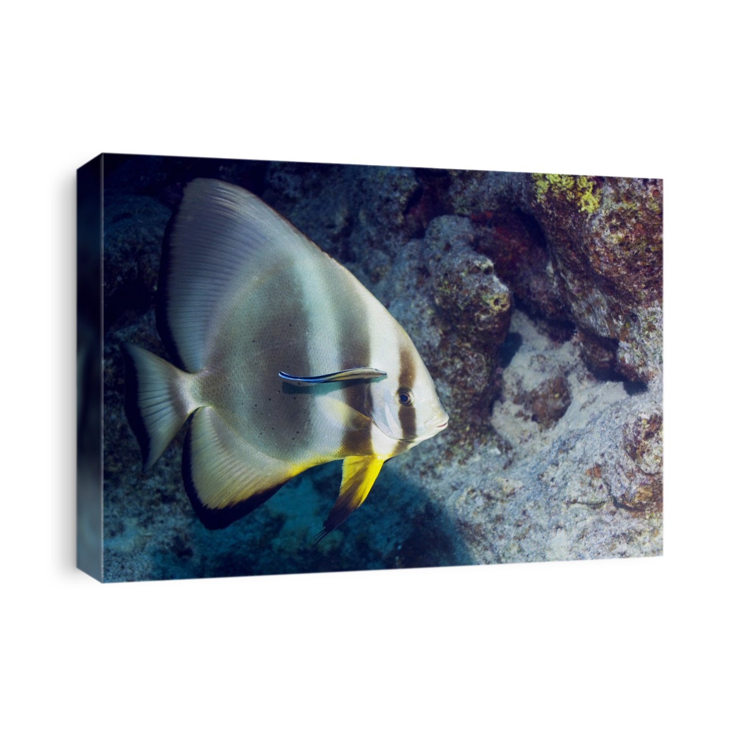 Circular batfish (Platax orbicularis). Photographed in the Red Sea, Egypt.