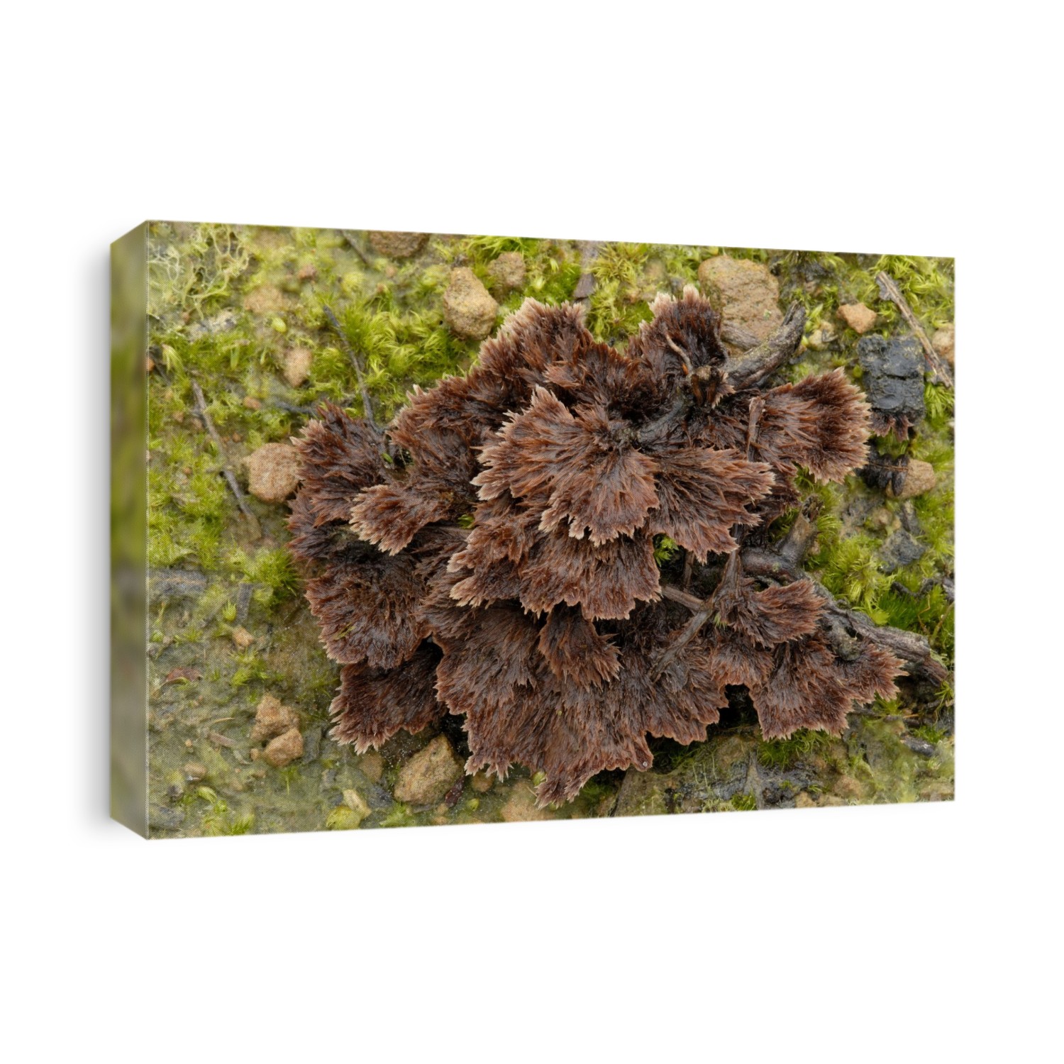 Earth-fan fungus (Thelephora terrestris) growing on sandy soil. Photographed in a heathland habitat in Norfolk, UK.