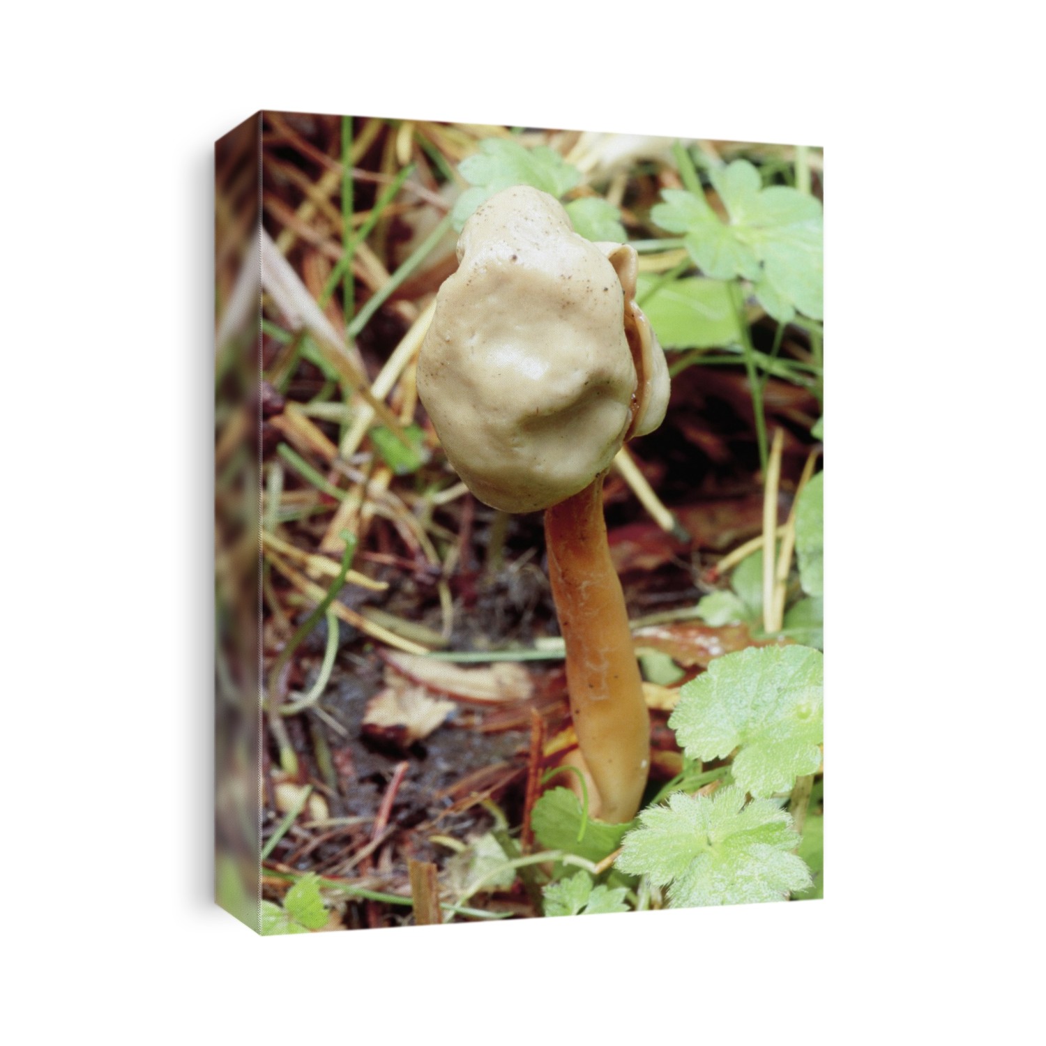 Flexible helvella (Helvella elastica) mushroom. Photographed in the Forest of Dean, Gloucestershire, UK.