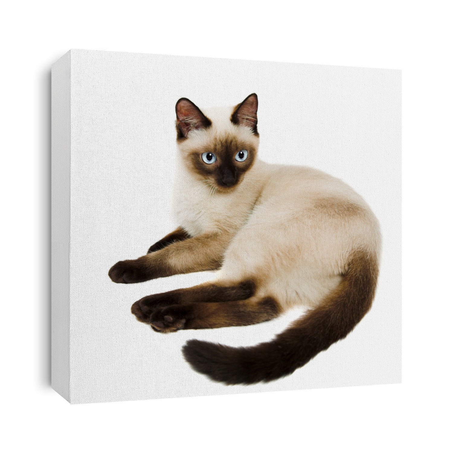 Siamese cat isolated on the white background