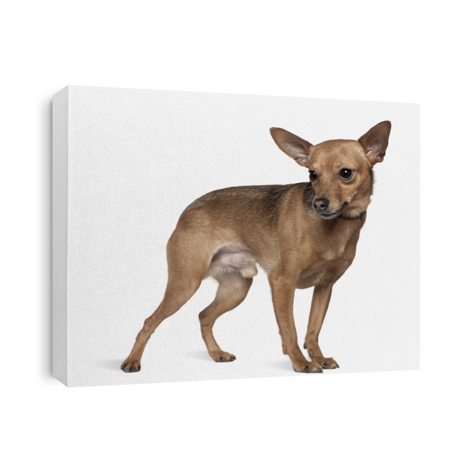 Miniature pinscher, 6 years old, standing in front of white background