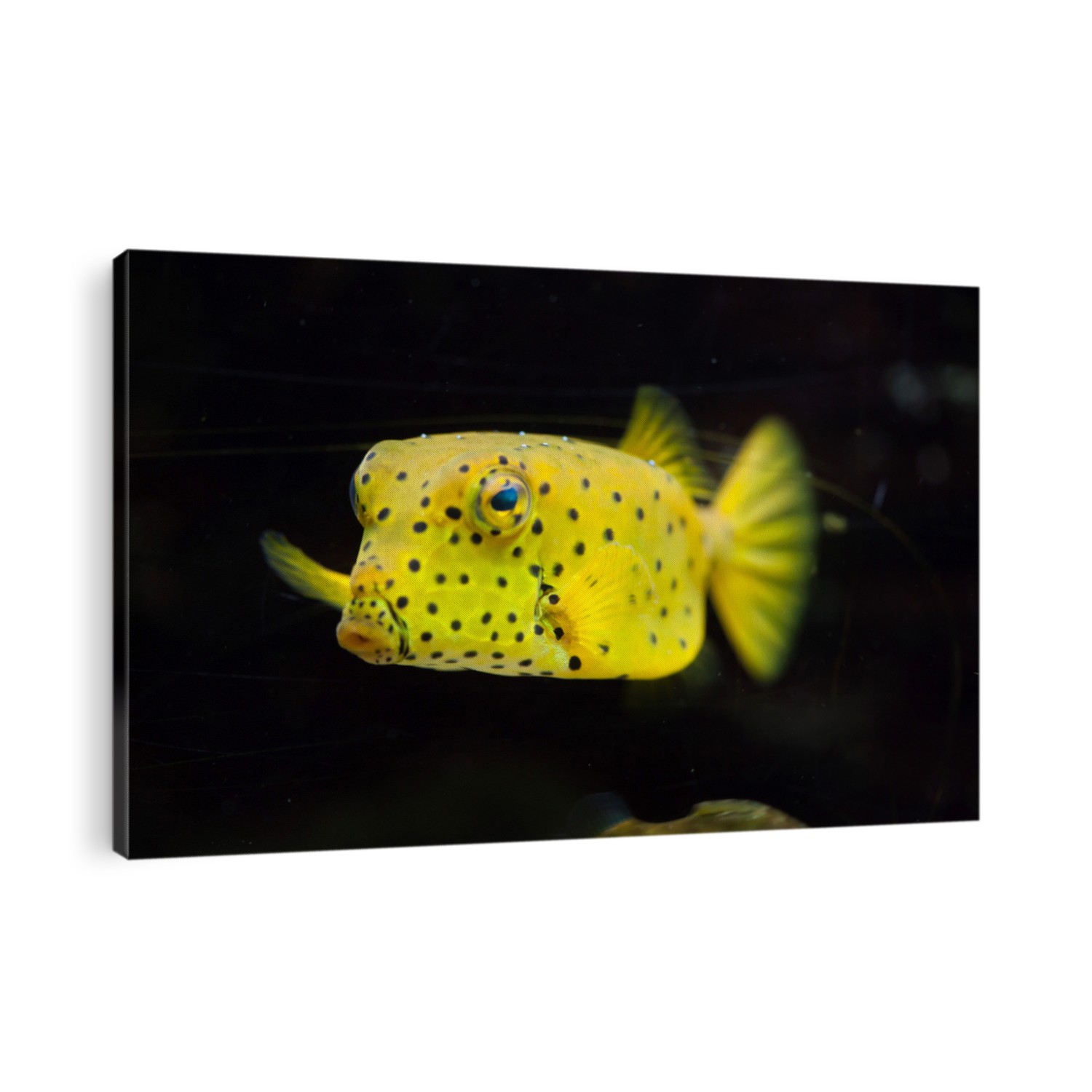 Yellow boxfish (Ostracion cubicus). Marine fish.