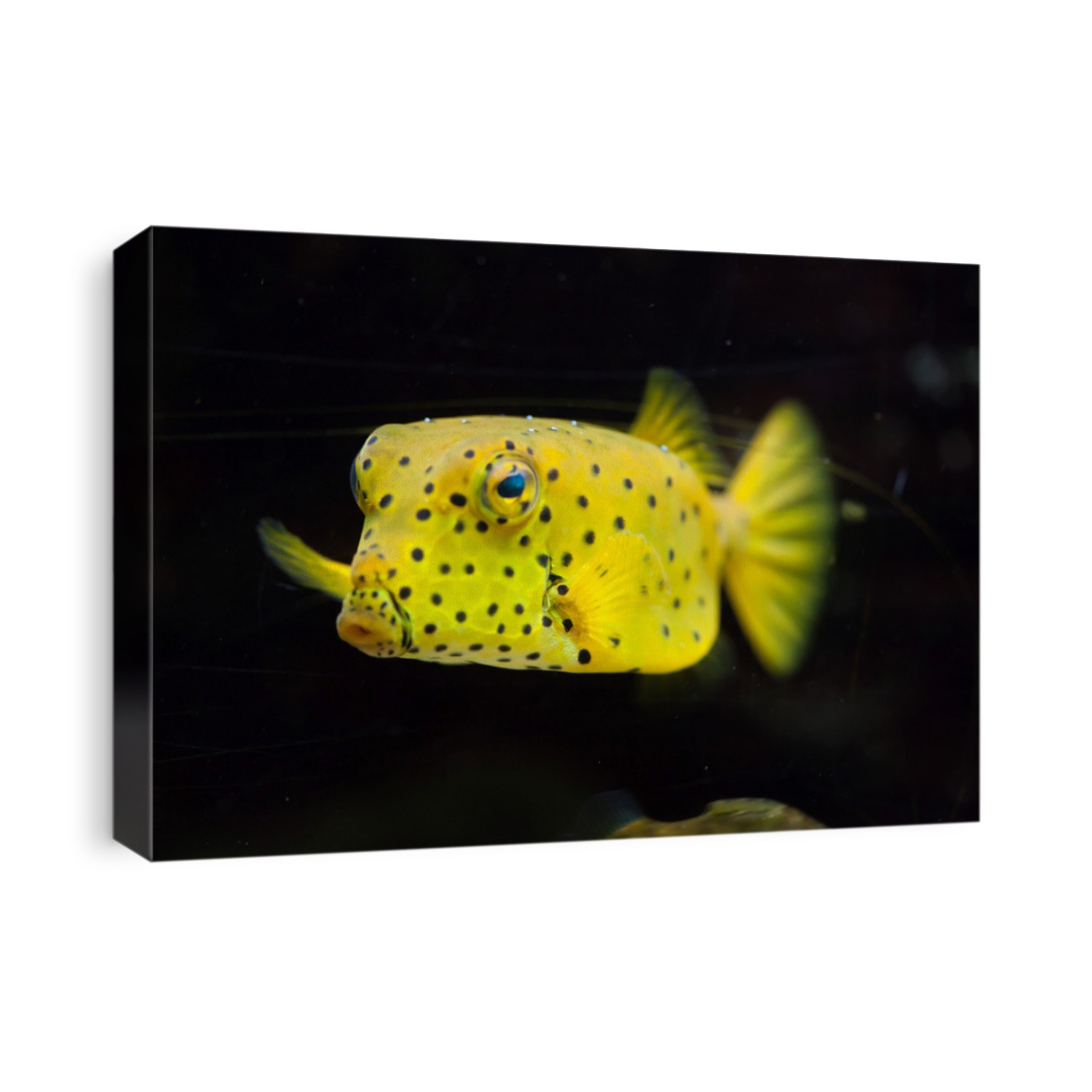 Yellow boxfish (Ostracion cubicus). Marine fish.