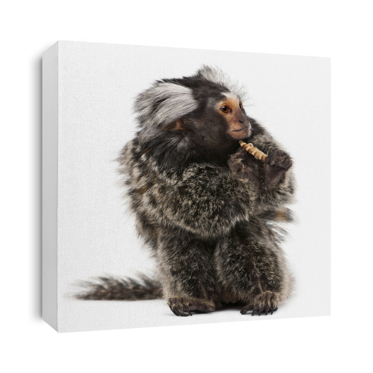 Common Marmoset, Callithrix jacchus, 2 years old, eating worm in front of white background