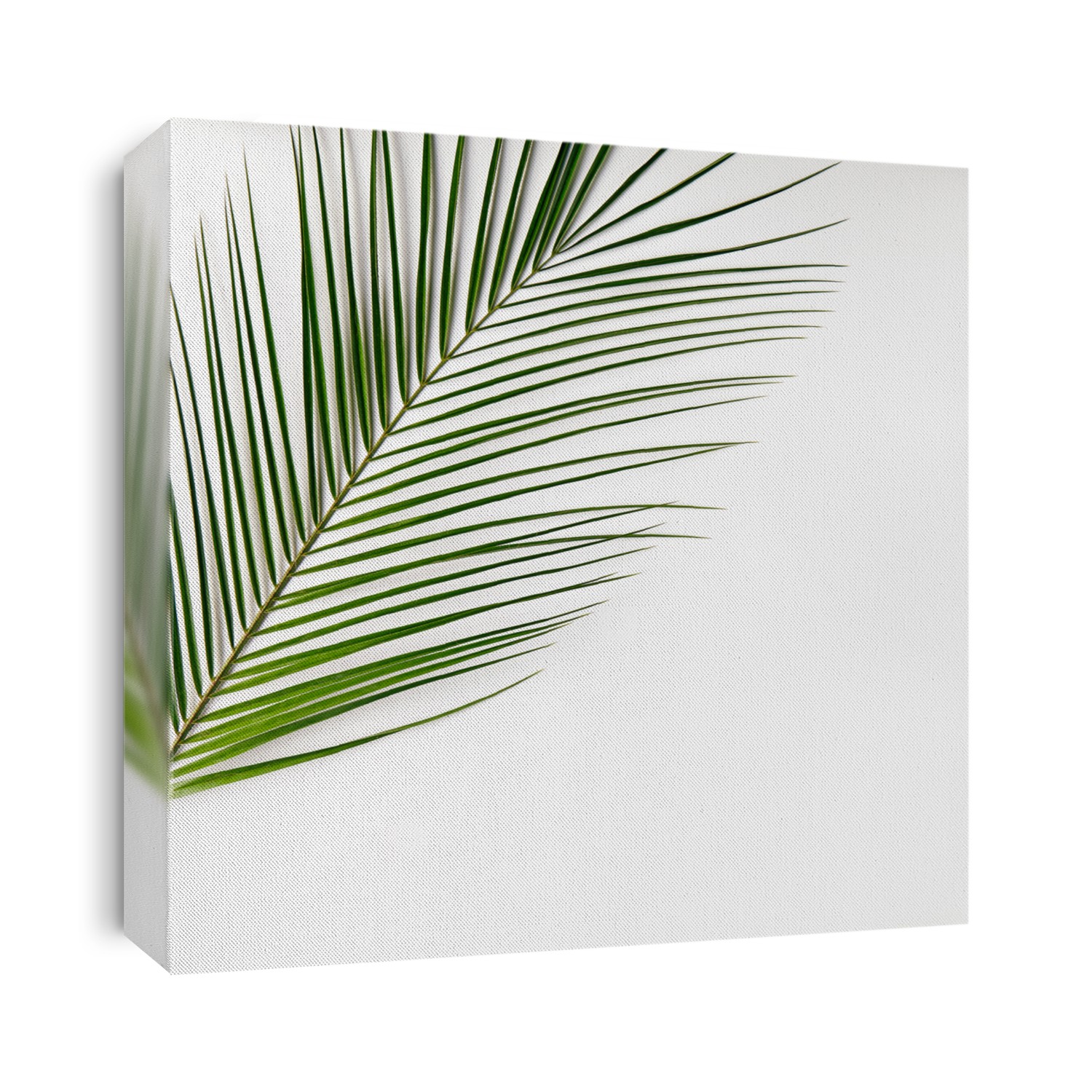 Nature Minimal Concept - Tropical Palm Leaves. Flat Lay