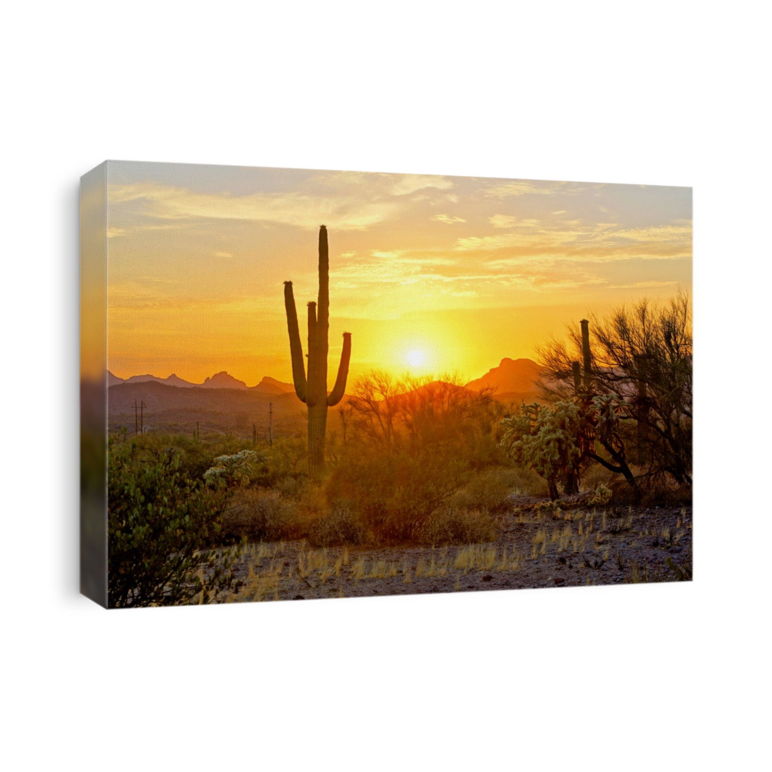 Sunset view of the Arizona desert with Saguaro cacti and mountains 