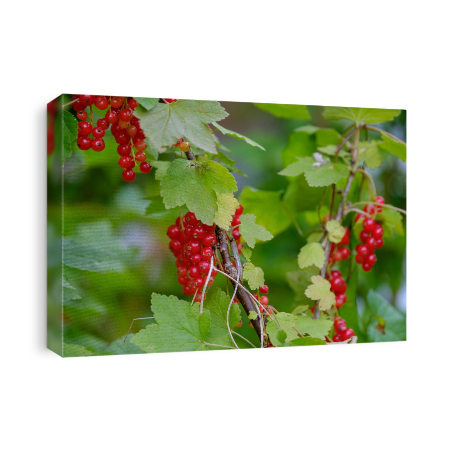 Red currant ripe berries on the bush in the garden