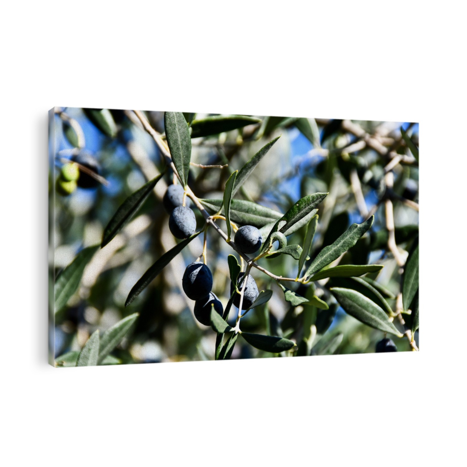 olives on a branch, digital photo picture as a background