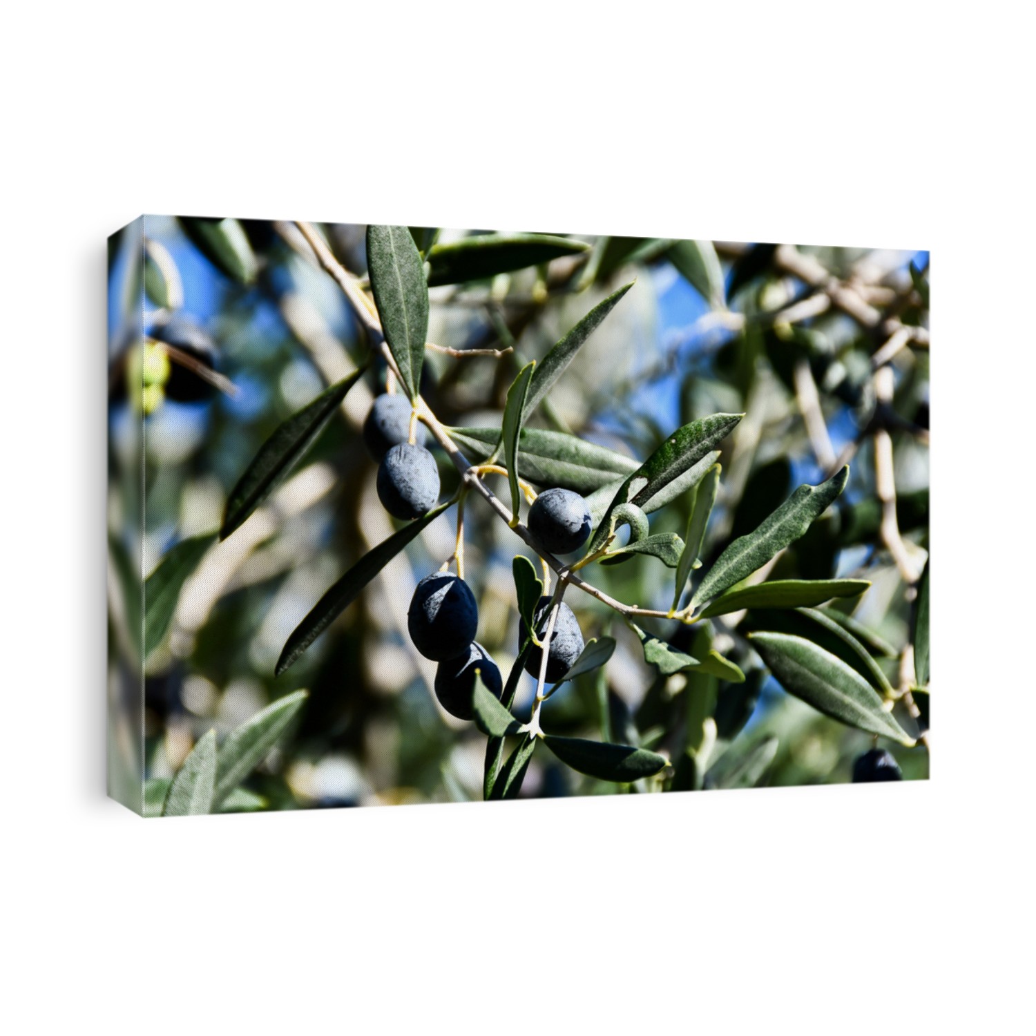 olives on a branch, digital photo picture as a background