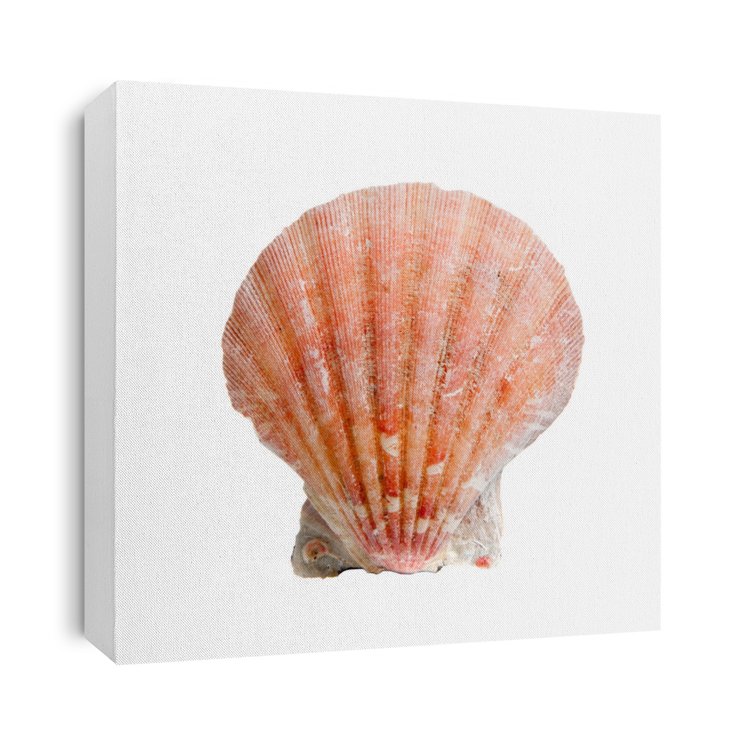 A sea shell scallop shell on a white background